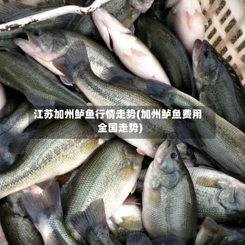 江苏加州鲈鱼行情走势(加州鲈鱼费用全国走势)-第2张图片