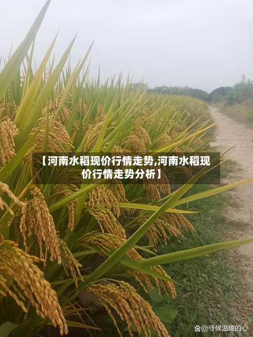 【河南水稻现价行情走势,河南水稻现价行情走势分析】