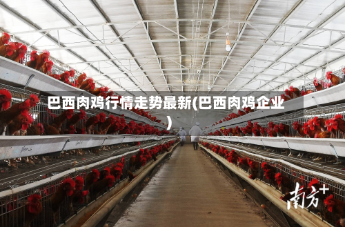 巴西肉鸡行情走势最新(巴西肉鸡企业)