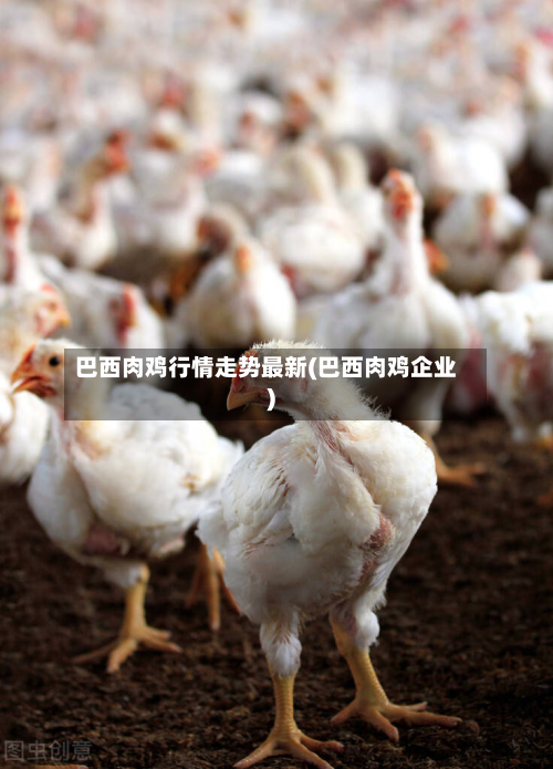 巴西肉鸡行情走势最新(巴西肉鸡企业)-第3张图片