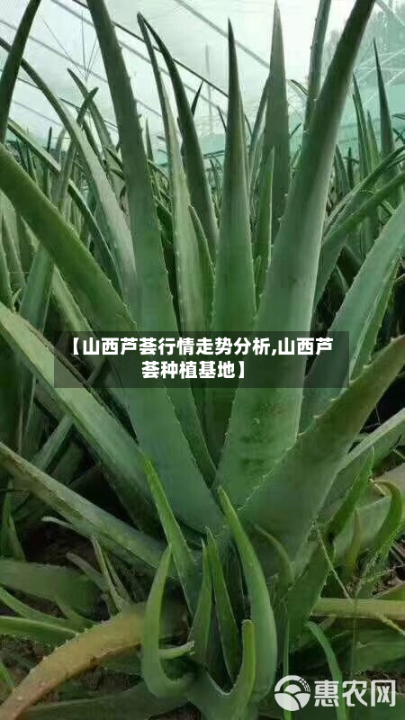 【山西芦荟行情走势分析,山西芦荟种植基地】