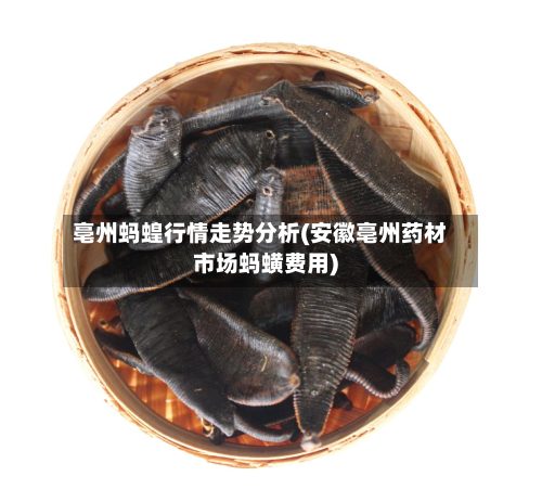 亳州蚂蝗行情走势分析(安徽亳州药材市场蚂蟥费用)