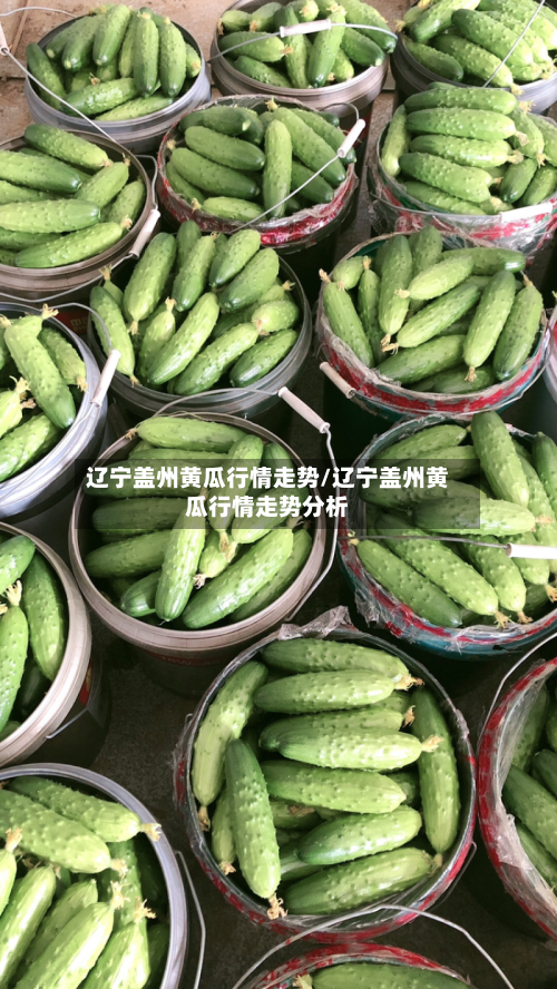 辽宁盖州黄瓜行情走势/辽宁盖州黄瓜行情走势分析-第3张图片