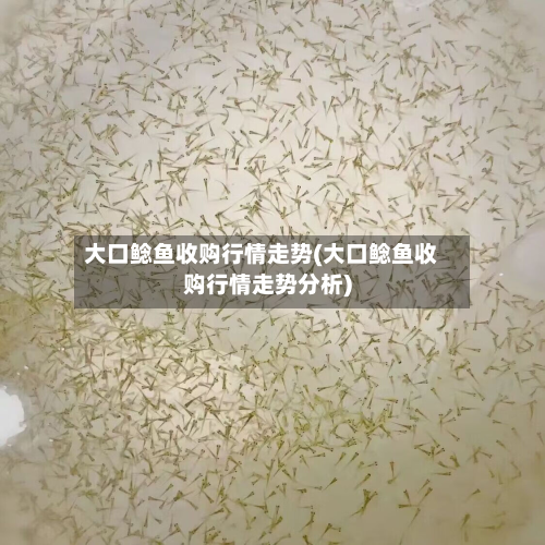 大口鲶鱼收购行情走势(大口鲶鱼收购行情走势分析)-第2张图片