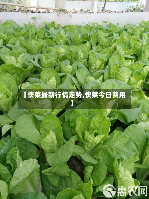 【快菜最新行情走势,快菜今日费用】-第3张图片