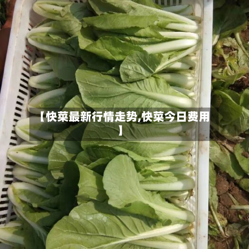 【快菜最新行情走势,快菜今日费用】-第2张图片