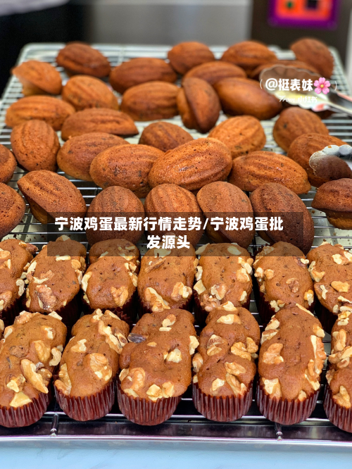 宁波鸡蛋最新行情走势/宁波鸡蛋批发源头