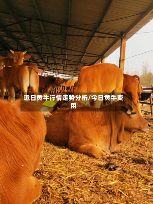 近日黄牛行情走势分析/今日黄牛费用-第2张图片