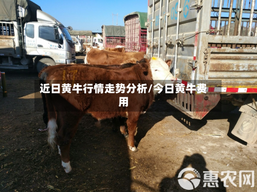 近日黄牛行情走势分析/今日黄牛费用-第3张图片