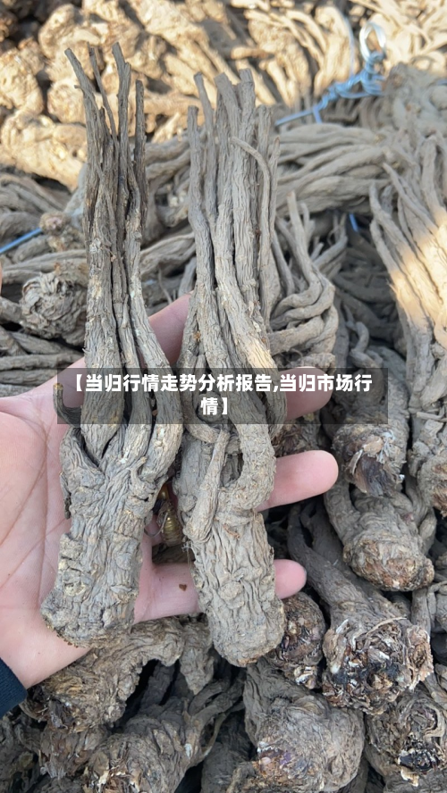 【当归行情走势分析报告,当归市场行情】