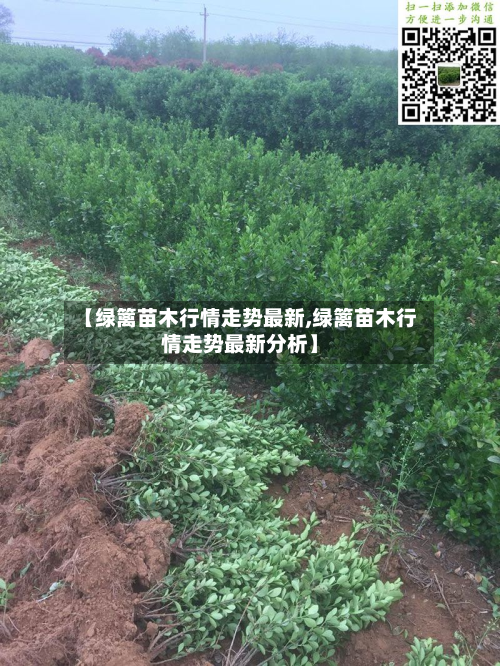 【绿篱苗木行情走势最新,绿篱苗木行情走势最新分析】-第2张图片