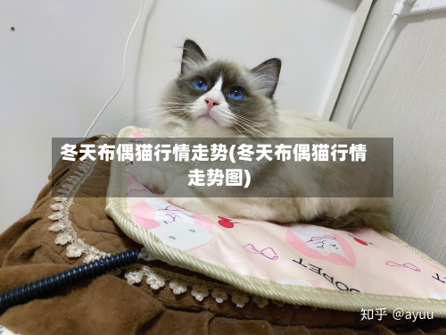 冬天布偶猫行情走势(冬天布偶猫行情走势图)