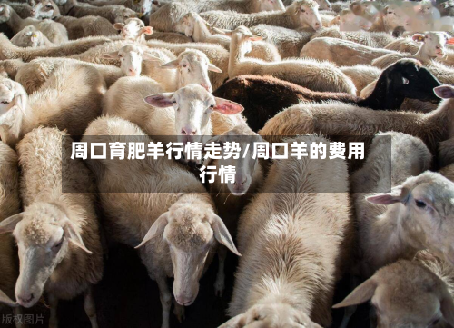 周口育肥羊行情走势/周口羊的费用行情