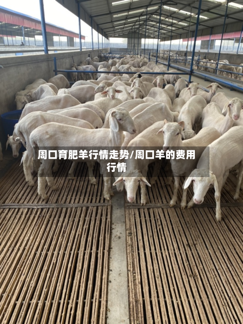周口育肥羊行情走势/周口羊的费用行情-第2张图片