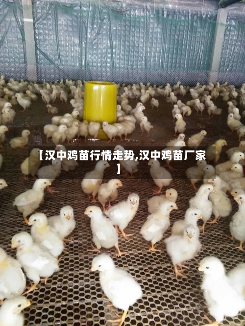 【汉中鸡苗行情走势,汉中鸡苗厂家】