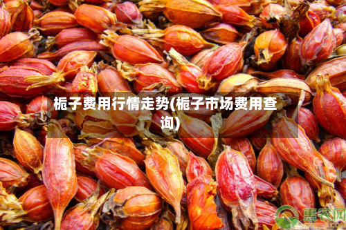 栀子费用行情走势(栀子市场费用查询)-第3张图片