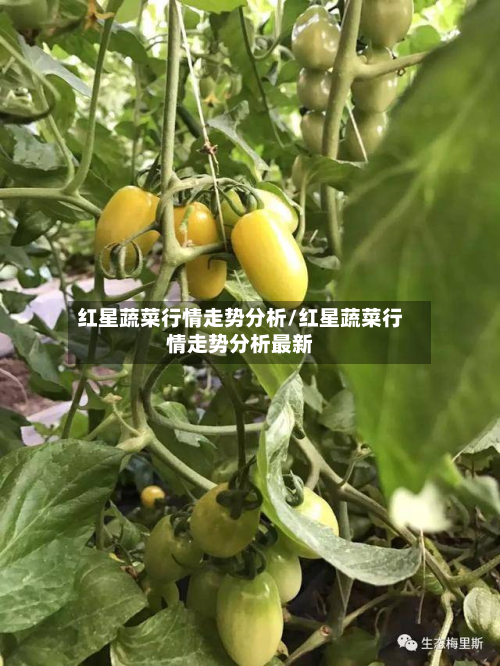 红星蔬菜行情走势分析/红星蔬菜行情走势分析最新