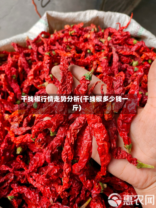 干线椒行情走势分析(干线椒多少钱一斤)