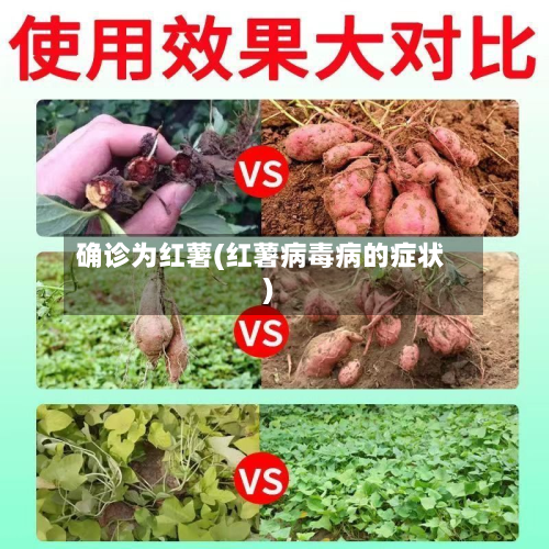 确诊为红薯(红薯病毒病的症状)-第2张图片