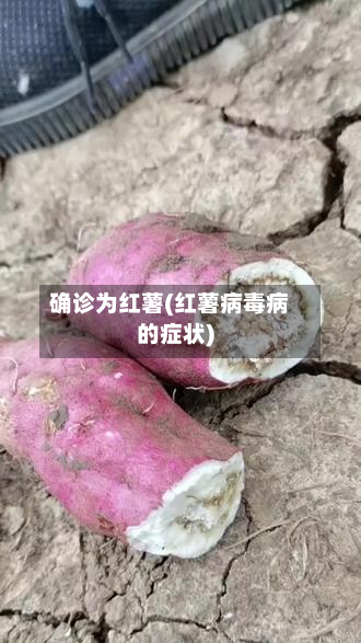 确诊为红薯(红薯病毒病的症状)