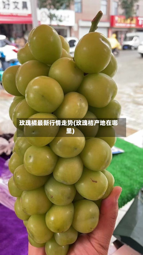 玫瑰橘最新行情走势(玫瑰桔产地在哪里)-第3张图片