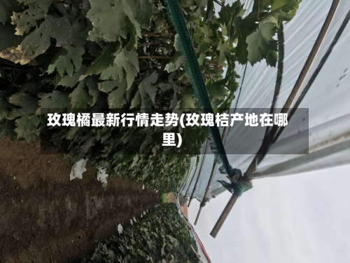 玫瑰橘最新行情走势(玫瑰桔产地在哪里)