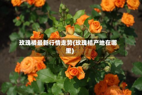 玫瑰橘最新行情走势(玫瑰桔产地在哪里)-第2张图片