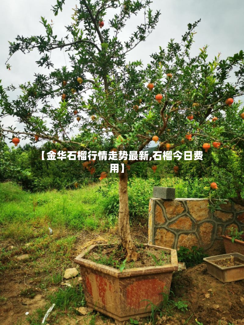 【金华石榴行情走势最新,石榴今日费用】