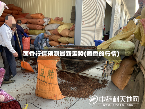 茴香行情预测最新走势(茴香的行情)