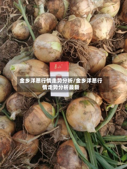 金乡洋葱行情走势分析/金乡洋葱行情走势分析最新
