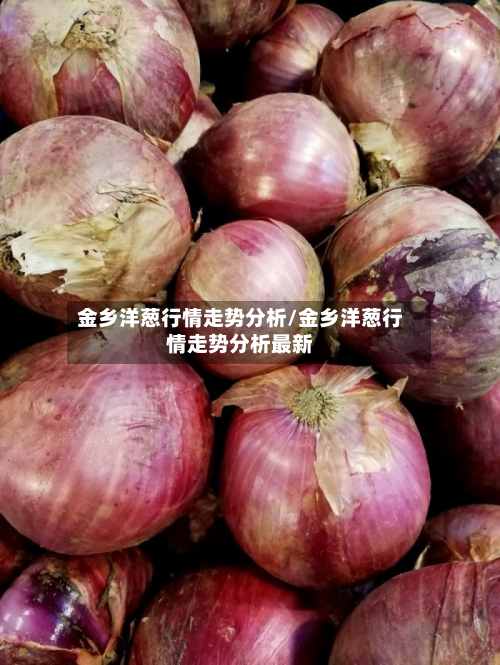 金乡洋葱行情走势分析/金乡洋葱行情走势分析最新-第2张图片