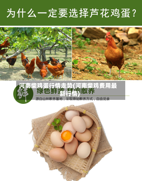河南柴鸡蛋行情走势(河南柴鸡费用最新行情)