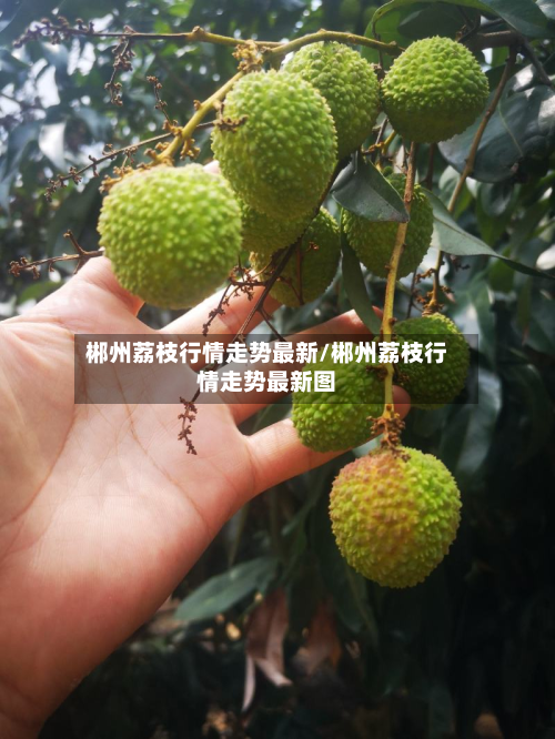 郴州荔枝行情走势最新/郴州荔枝行情走势最新图