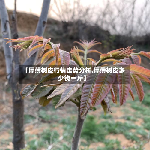 【厚薄树皮行情走势分析,厚薄树皮多少钱一斤】