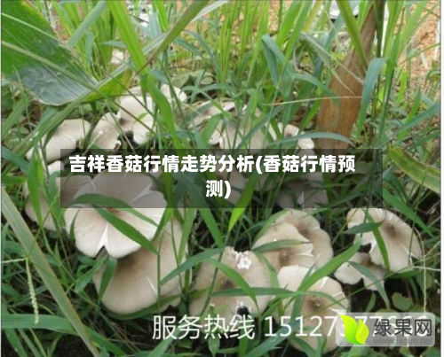 吉祥香菇行情走势分析(香菇行情预测)-第2张图片
