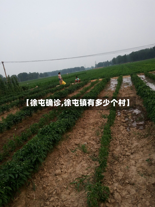 【徐屯确诊,徐屯镇有多少个村】