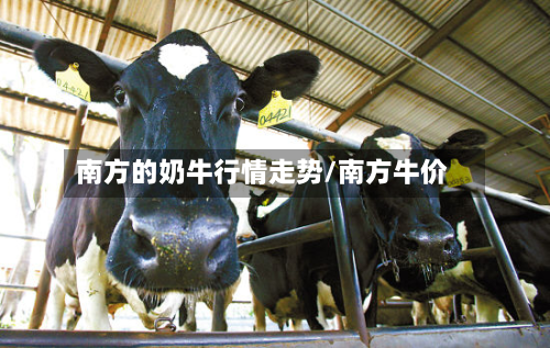南方的奶牛行情走势/南方牛价