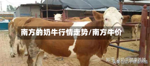 南方的奶牛行情走势/南方牛价-第2张图片