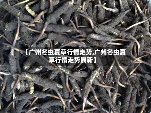 【广州冬虫夏草行情走势,广州冬虫夏草行情走势最新】
