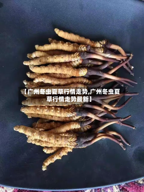 【广州冬虫夏草行情走势,广州冬虫夏草行情走势最新】-第2张图片