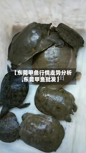 【东莞甲鱼行情走势分析,东莞甲鱼批发】