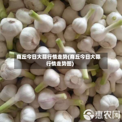 商丘今日大蒜行情走势(商丘今日大蒜行情走势图)-第3张图片