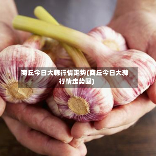 商丘今日大蒜行情走势(商丘今日大蒜行情走势图)