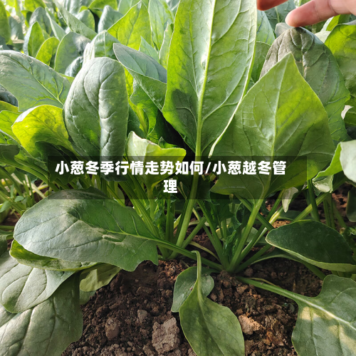 小葱冬季行情走势如何/小葱越冬管理