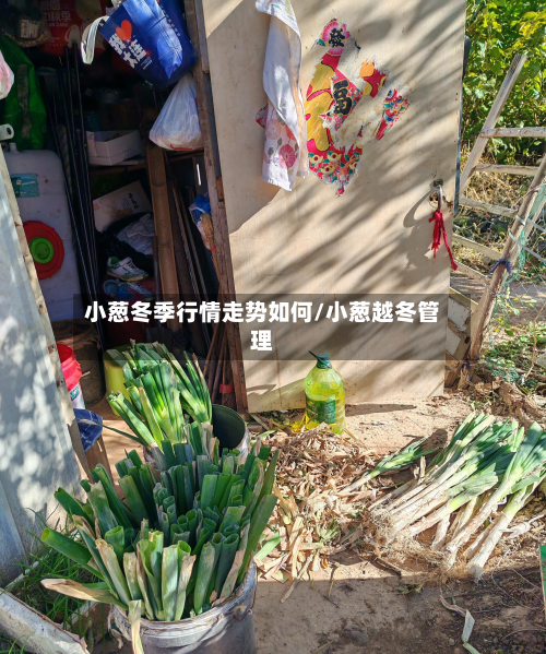 小葱冬季行情走势如何/小葱越冬管理-第3张图片