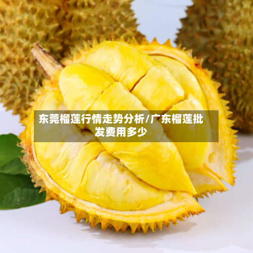 东莞榴莲行情走势分析/广东榴莲批发费用多少