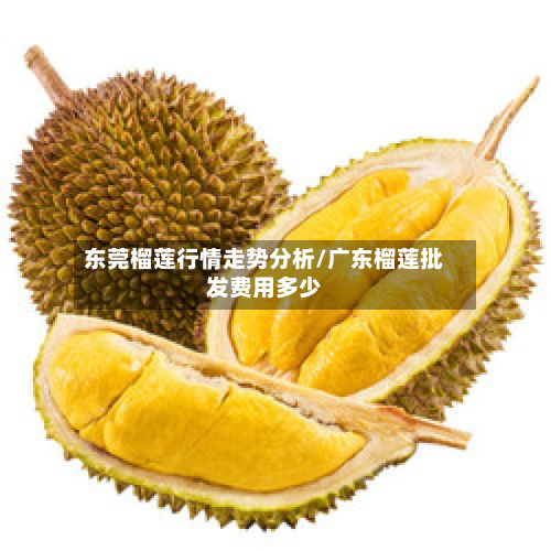 东莞榴莲行情走势分析/广东榴莲批发费用多少-第2张图片