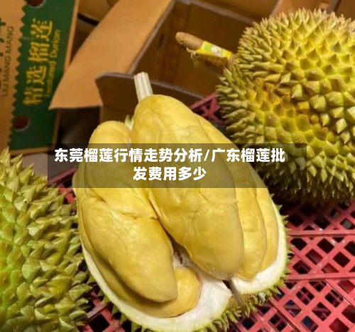 东莞榴莲行情走势分析/广东榴莲批发费用多少-第3张图片