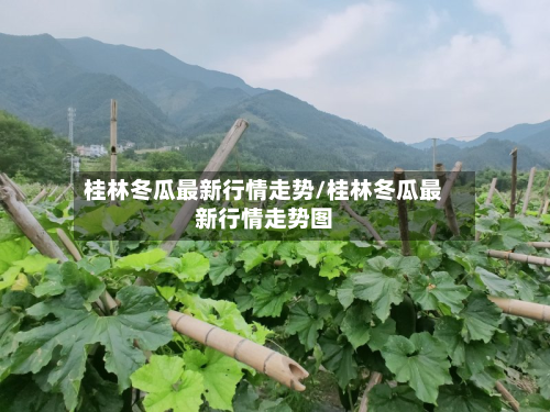桂林冬瓜最新行情走势/桂林冬瓜最新行情走势图-第3张图片