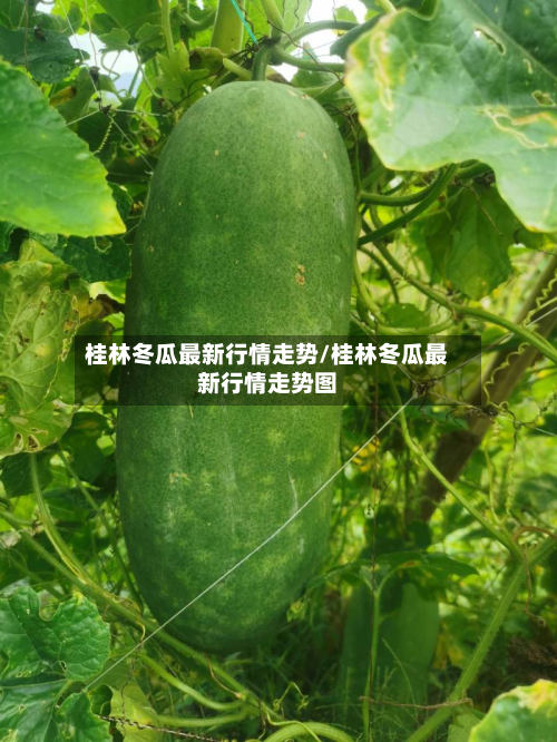桂林冬瓜最新行情走势/桂林冬瓜最新行情走势图-第2张图片